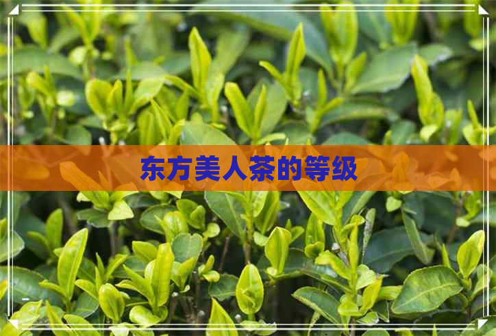 东方美人茶的等级