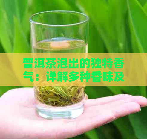 普洱茶泡出的独特香气：详解多种香味及其来源