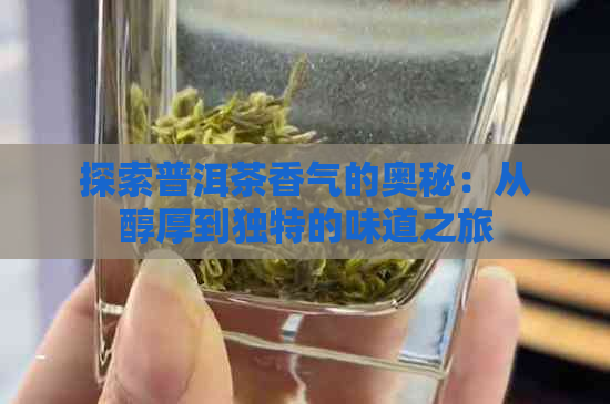 探索普洱茶香气的奥秘：从醇厚到独特的味道之旅