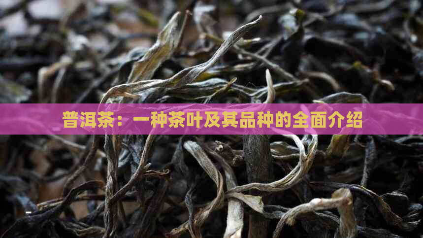 普洱茶：一种茶叶及其品种的全面介绍