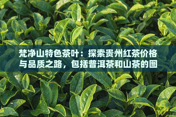 梵净山特色茶叶：探索贵州红茶价格与品质之路，包括普洱茶和山茶的图片