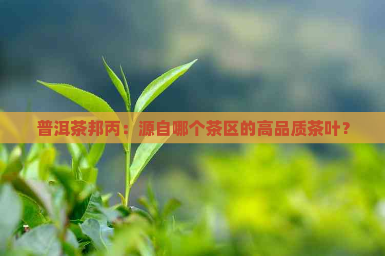 普洱茶邦丙：源自哪个茶区的高品质茶叶？