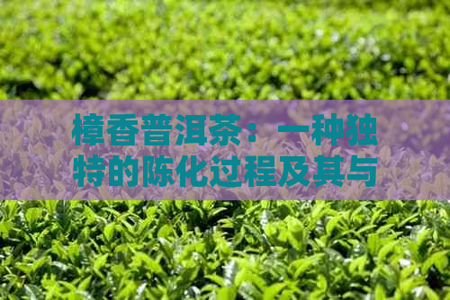 樟香普洱茶：一种独特的陈化过程及其与普通普洱茶的区别