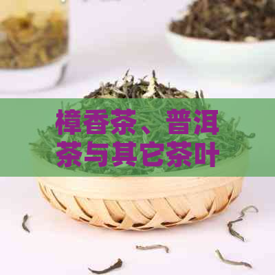 樟香茶、普洱茶与其它茶叶品种的区别：一篇全面的比较分析