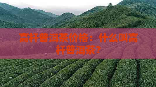 高杆普洱茶价格：什么叫高杆普洱茶？