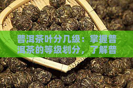 普洱茶叶分几级：掌握普洱茶的等级划分，了解普洱茶品质差异。