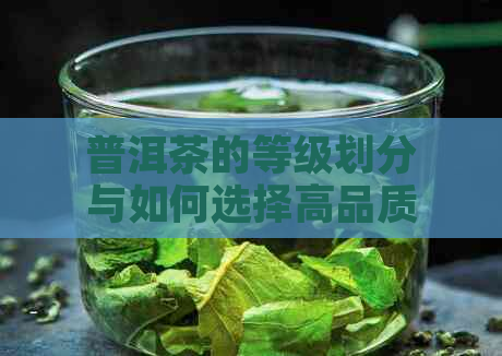 普洱茶的等级划分与如何选择高品质普洱茶