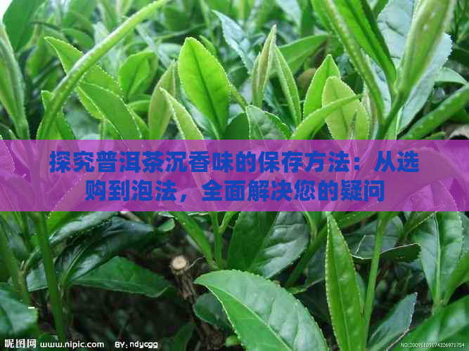 探究普洱茶沉香味的保存方法：从选购到泡法，全面解决您的疑问