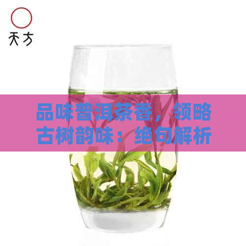 品味普洱茶香，领略古树韵味：绝句解析与鉴