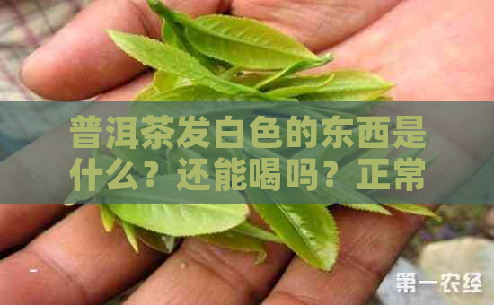 普洱茶发白色的东西是什么？还能喝吗？正常吗？