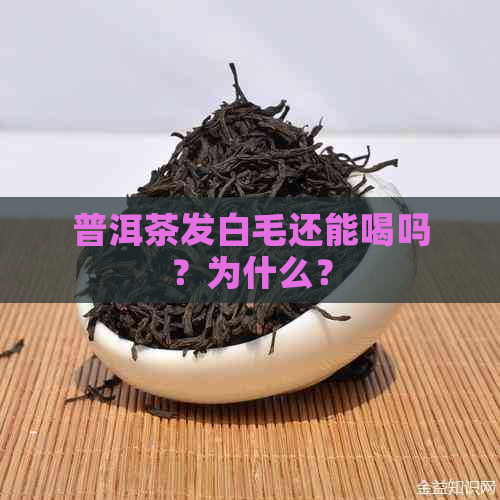 普洱茶发白毛还能喝吗？为什么？