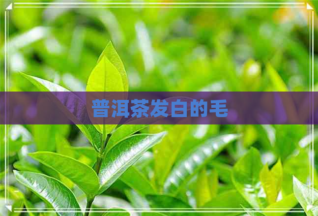 普洱茶发白的毛