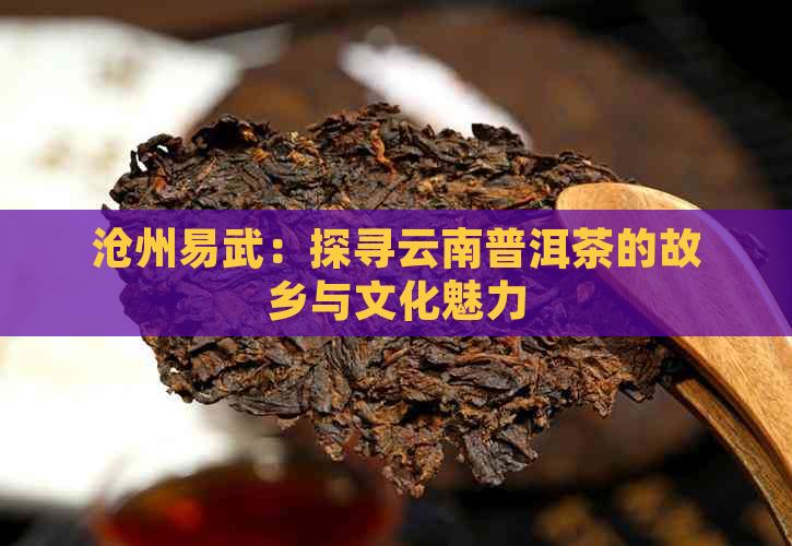 沧州易武：探寻云南普洱茶的故乡与文化魅力