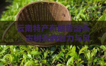 云南特产布朗普洱茶：古树茶的魅力与风味，品鉴与收藏指南