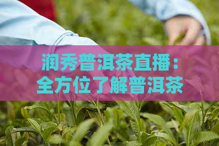 润秀普洱茶直播：全方位了解普洱茶，品鉴与冲泡技巧，解答用户常见问题