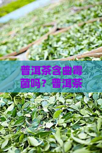 普洱茶含曲霉菌吗？普洱茶是否含有黄曲霉素已有科学依据。