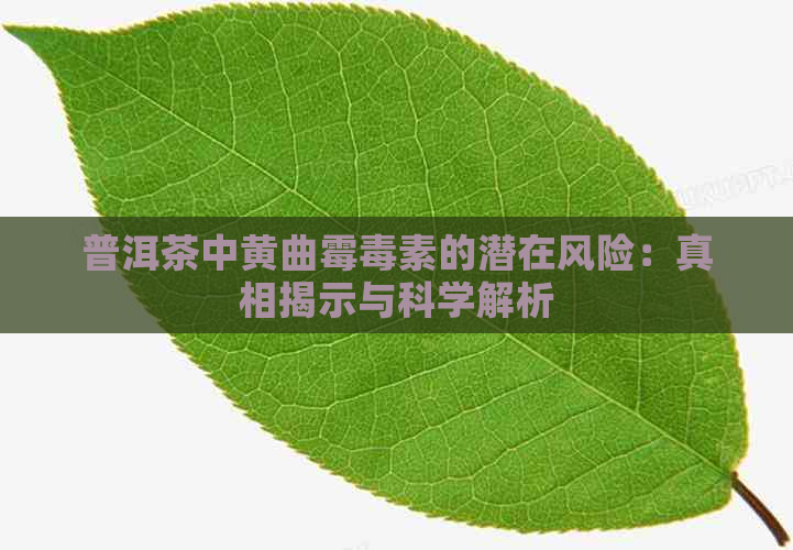 普洱茶中黄曲霉素的潜在风险：真相揭示与科学解析