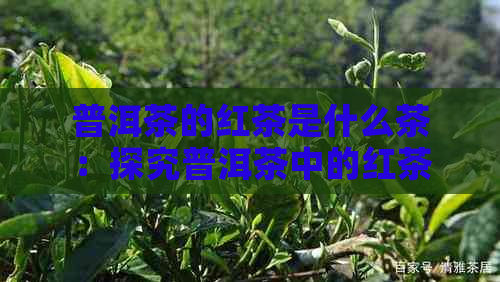 普洱茶的红茶是什么茶：探究普洱茶中的红茶类型