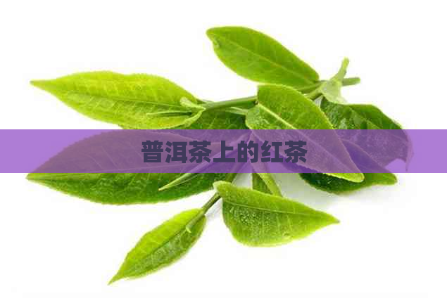 普洱茶上的红茶