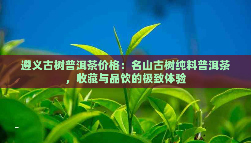 遵义古树普洱茶价格：名山古树纯料普洱茶，收藏与品饮的极致体验