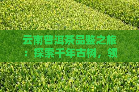 云南普洱茶品鉴之旅：探索千年古树，领略茶文化魅力