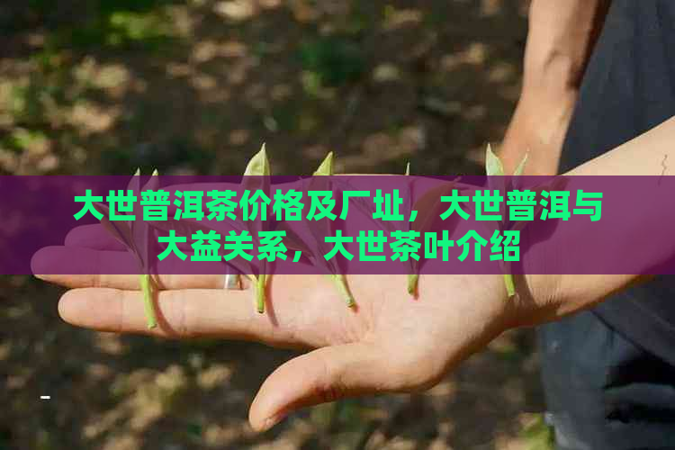 大世普洱茶价格及厂址，大世普洱与大益关系，大世茶叶介绍