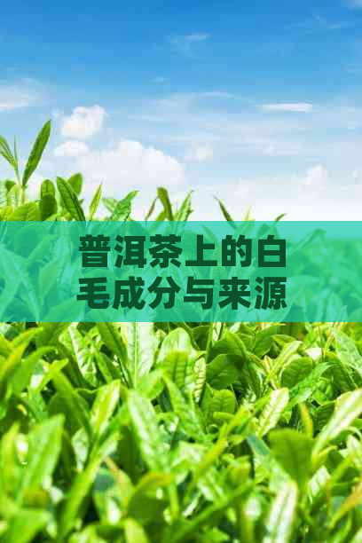 普洱茶上的白毛成分与来源：揭示普洱茶独特风味秘密