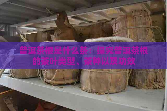 普洱茶根是什么茶：探究普洱茶根的茶叶类型、茶种以及功效