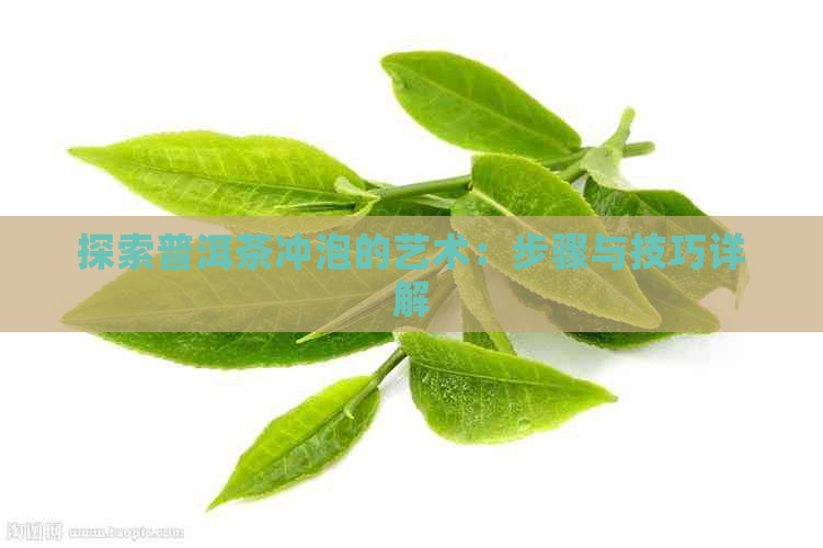 探索普洱茶冲泡的艺术：步骤与技巧详解