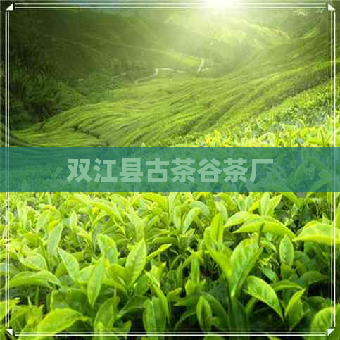 双江县古茶谷茶厂