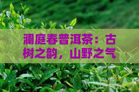 澜庭春普洱茶：古树之韵，山野之气，品茗人生