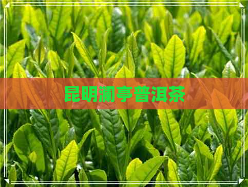 昆明澜亭普洱茶