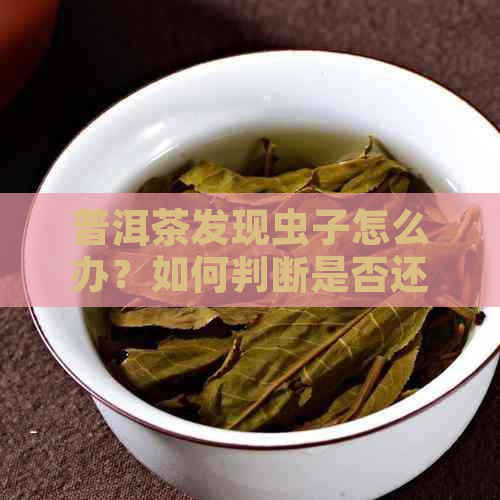 普洱茶发现虫子怎么办？如何判断是否还能继续饮用？