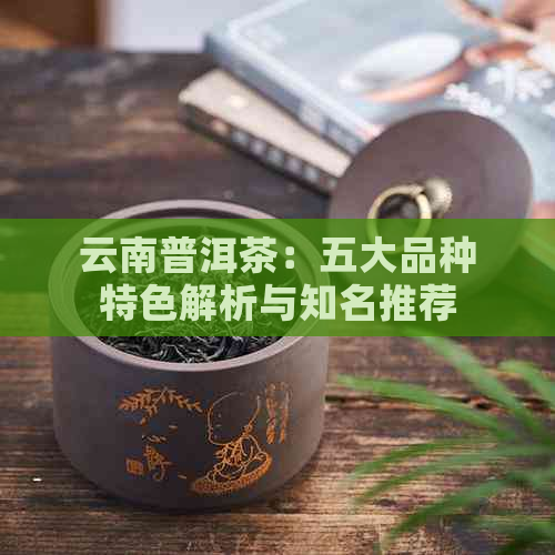 云南普洱茶：五大品种特色解析与知名推荐