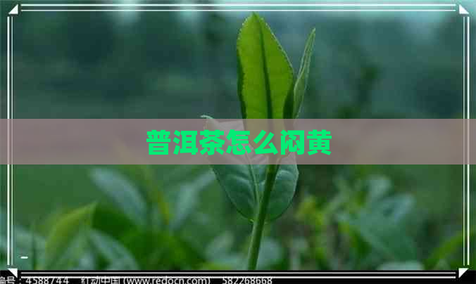 普洱茶怎么闷黄