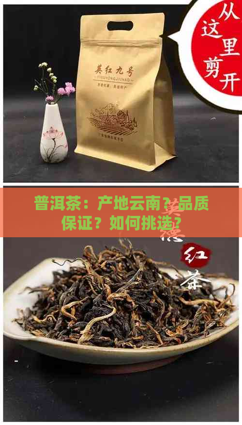 普洱茶：产地云南？品质保证？如何挑选？