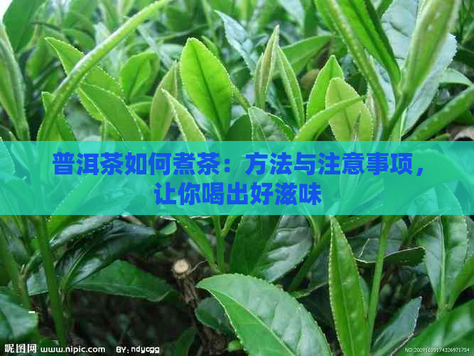 普洱茶如何煮茶：方法与注意事项，让你喝出好滋味