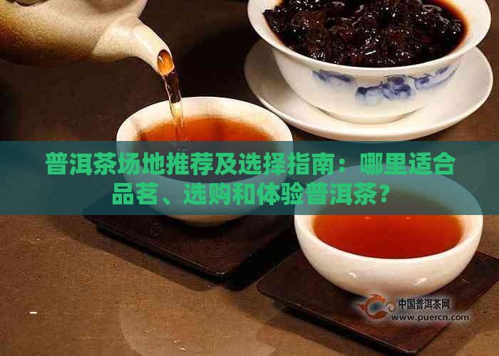 普洱茶场地推荐及选择指南：哪里适合品茗、选购和体验普洱茶？