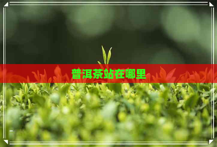 普洱茶站在哪里