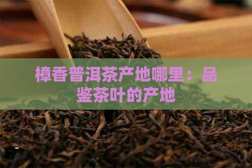 樟香普洱茶产地哪里：品鉴茶叶的产地