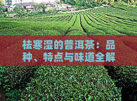 祛寒湿的普洱茶：品种、特点与味道全解析