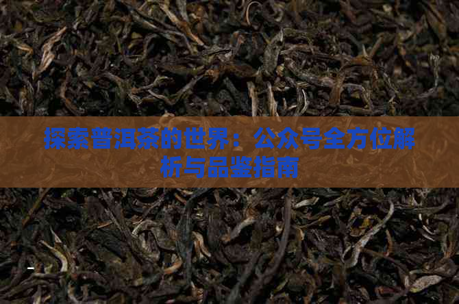 探索普洱茶的世界：公众号全方位解析与品鉴指南