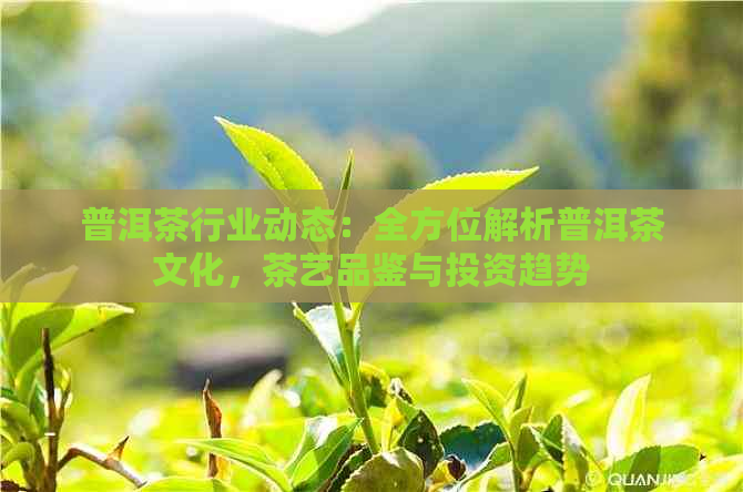 普洱茶行业动态：全方位解析普洱茶文化，茶艺品鉴与投资趋势