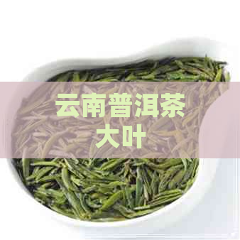 云南普洱茶大叶