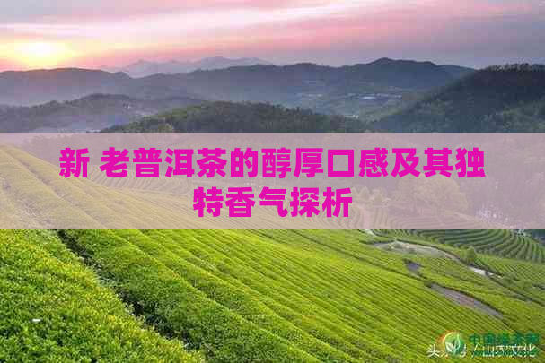 新 老普洱茶的醇厚口感及其独特香气探析