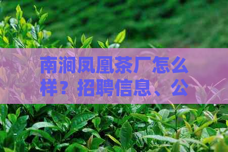 南涧凤凰茶厂怎么样？招聘信息、公司简介等详见南涧县凤凰茶业。