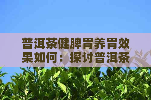 普洱茶健脾胃养胃效果如何：探讨普洱茶对健脾养胃的作用