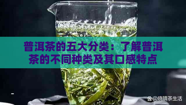 普洱茶的五大分类：了解普洱茶的不同种类及其口感特点