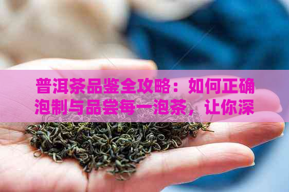 普洱茶品鉴全攻略：如何正确泡制与品尝每一泡茶，让你深入了解普洱茶的魅力