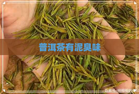 普洱茶有泥臭味